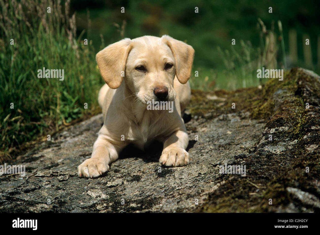 Labrador ist eine beliebte Rasse von Hund und Welpen verlassen in der Regel ihren Wurf Müttern im Alter von ca. 12 Wochen. Stockfoto