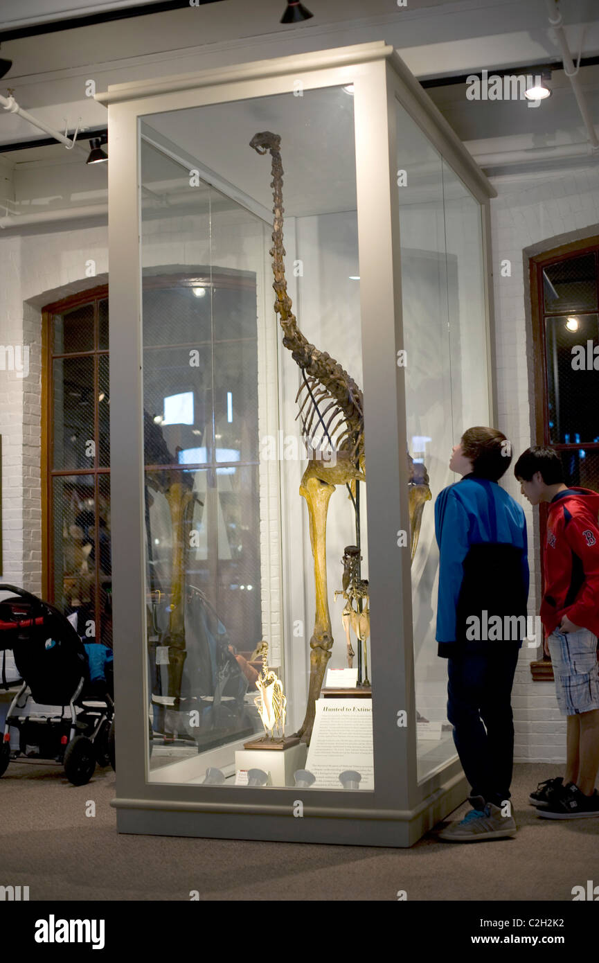 Zwei jungen untersuchen eine Ausstellung an das Harvard Museum of Natural History, Cambridge MA Stockfoto