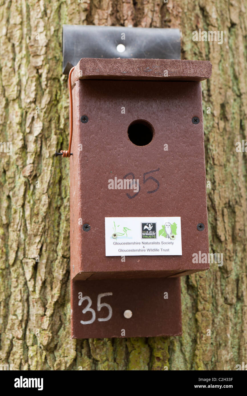 Vogelkiste für Nistvögel im Gloucestershire Wildlife Trust Nature Reserve bei Betty DAWs Wood in der Nähe von Dymock, Gloucestershire UK Stockfoto