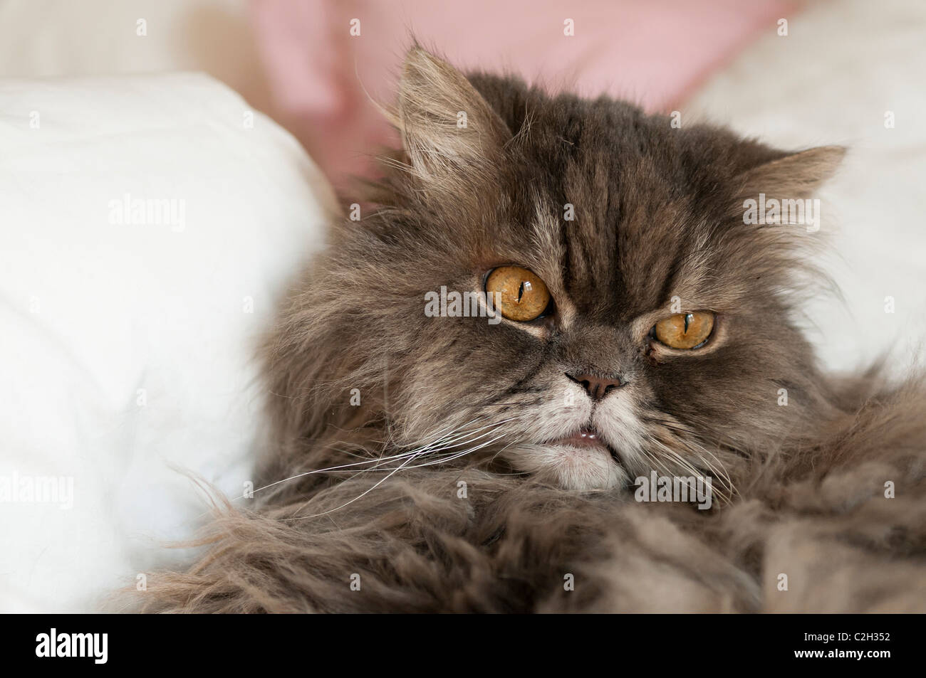 Perser Kater II Stockfoto