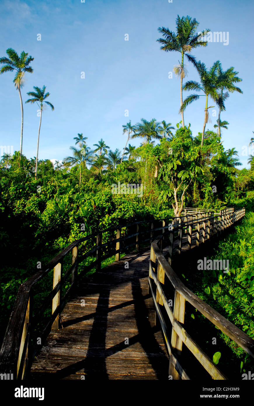 Palmen am 289 Hektar großen Royal Palm bewahren an der großen Sumpf, in der Nähe von Negril, Westmoreland, Jamaika Stockfoto