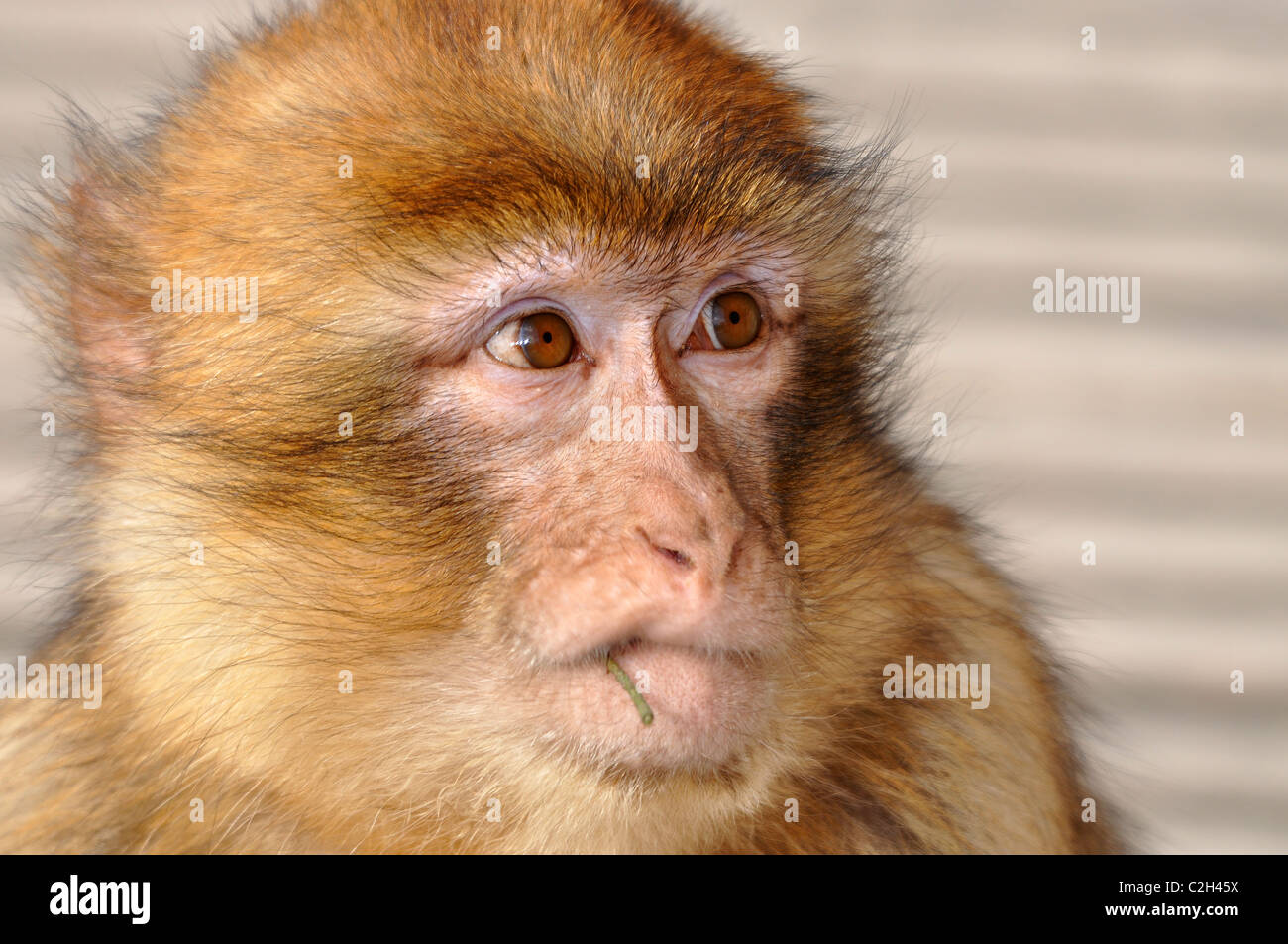 Berberaffe (Macaca Sylvanus) mit dem Rauchen aufgehört Stockfoto