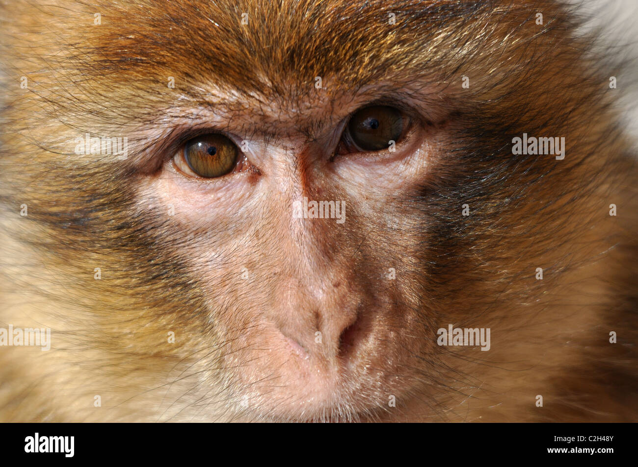 Berberaffe (Macaca Sylvanus) starrt dich an Stockfoto