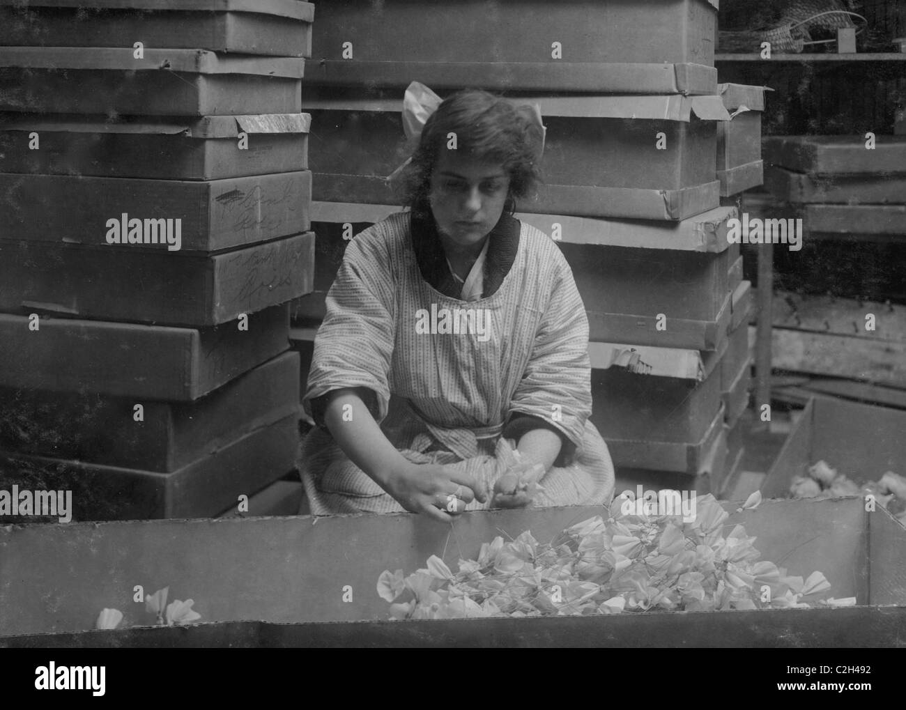 Corrinne Le May, 15 Jahre alt, Wölbung Zuckererbsen in Boston Floral Supply Co., Stockfoto