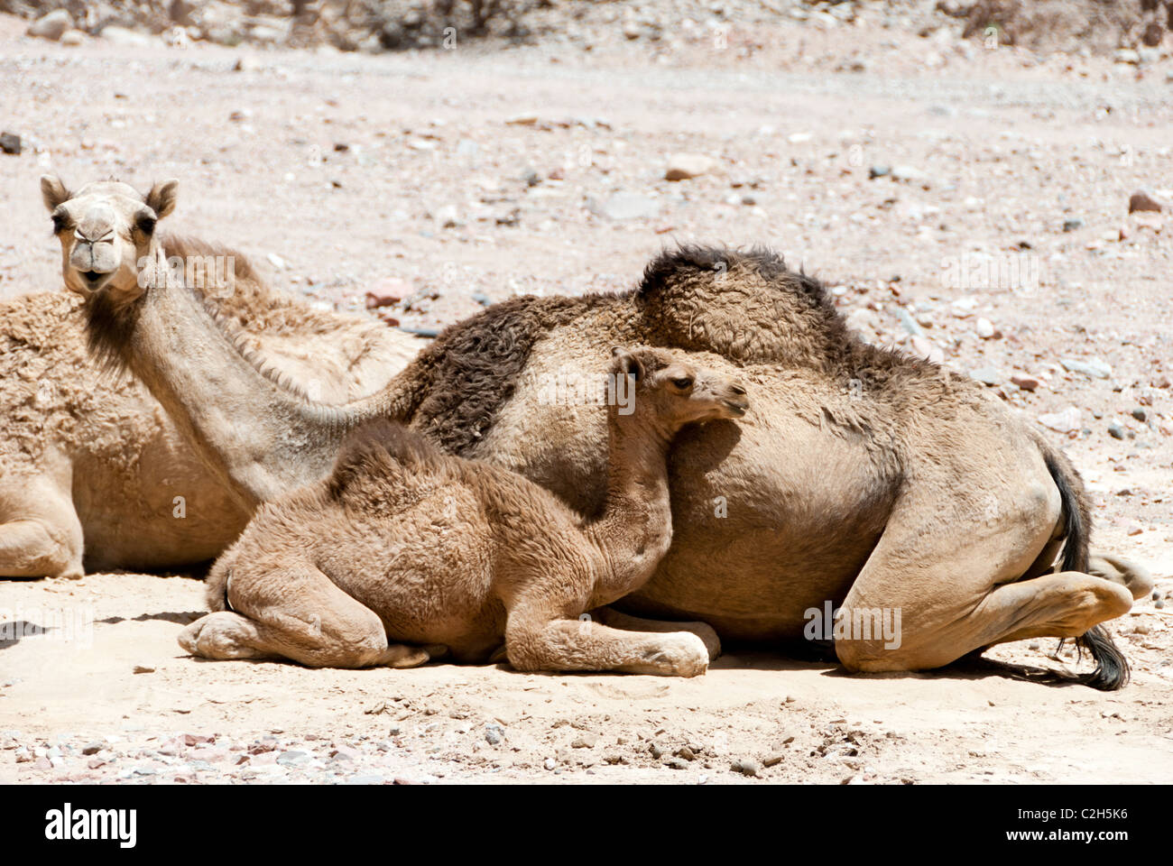 Kamel Kalb mit Mutter - Sinai-Halbinsel, Ägypten Stockfoto