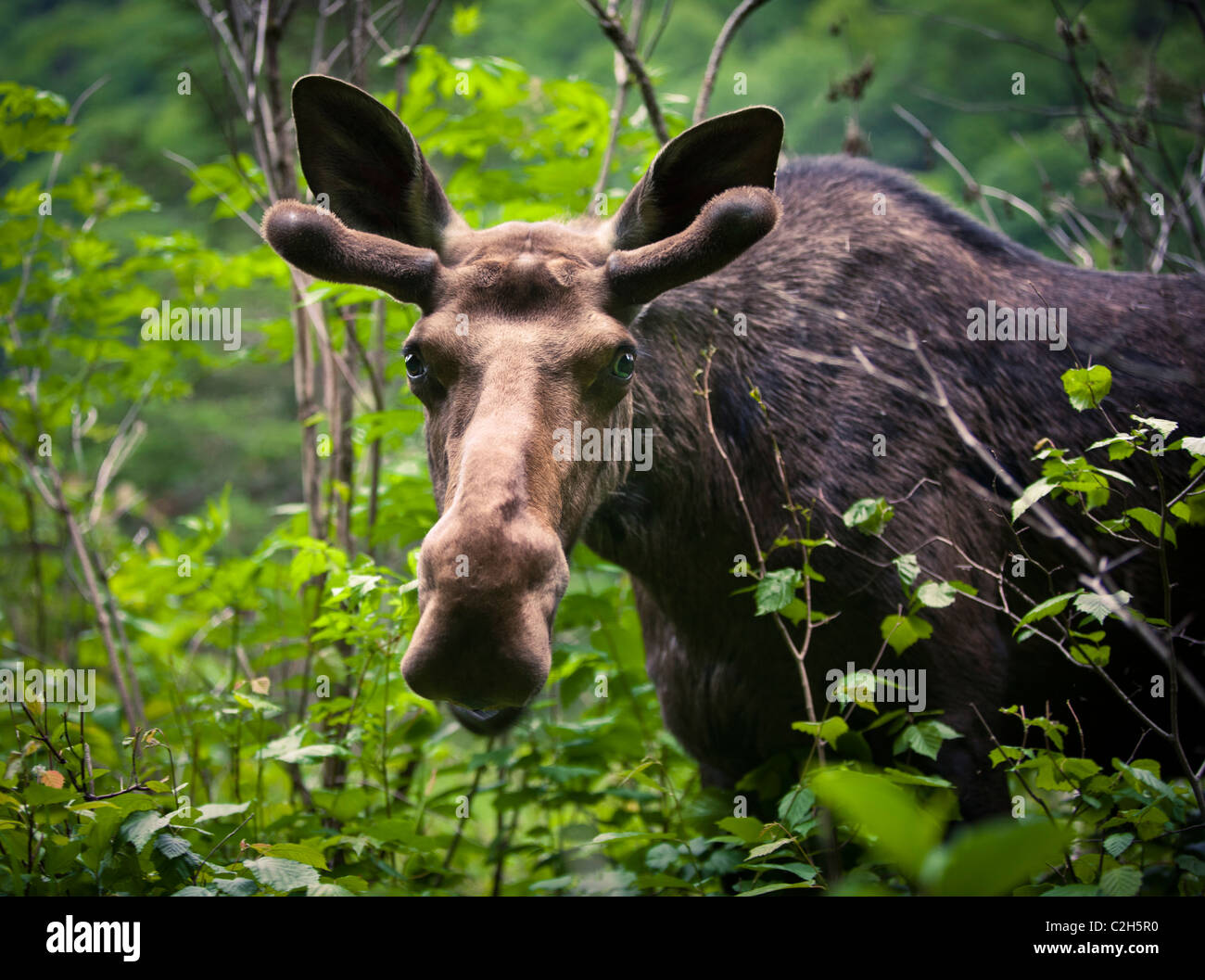Elche im Wald, Jacques Cartier National Park, Quebec, Kanada Stockfoto