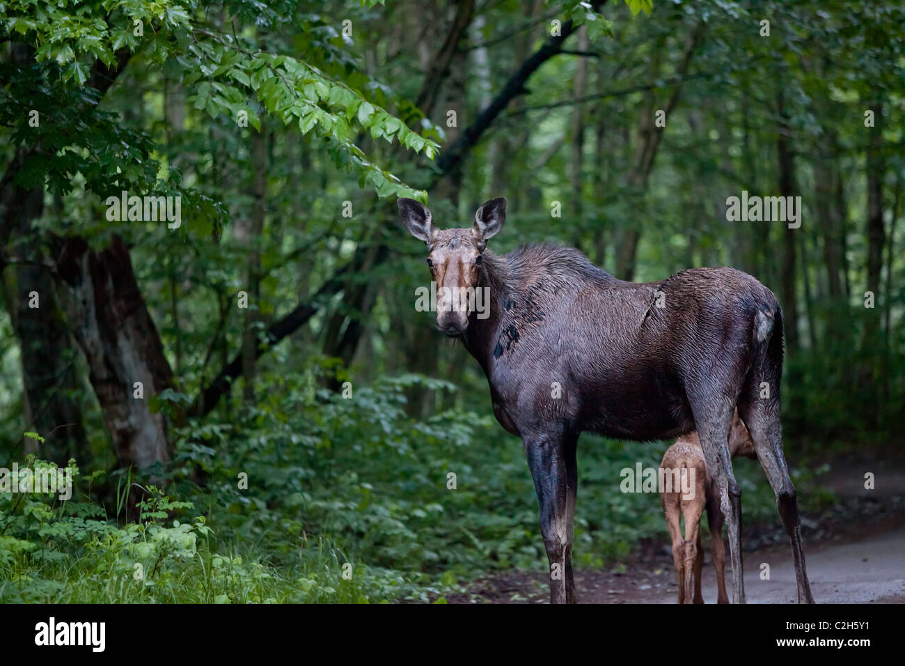 Elche im Wald, Jacques Cartier National Park, Quebec, Kanada Stockfoto