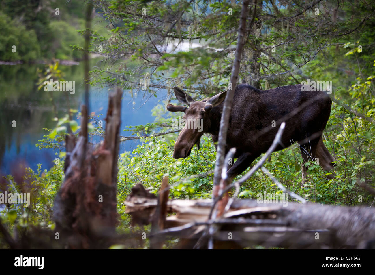 Elche im Wald, Jacques Cartier National Park, Quebec, Kanada Stockfoto