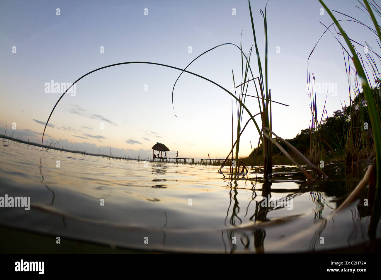 Sonnenuntergang in Guatemala aufgenommen durch ein Röhricht am See Petén Stockfoto