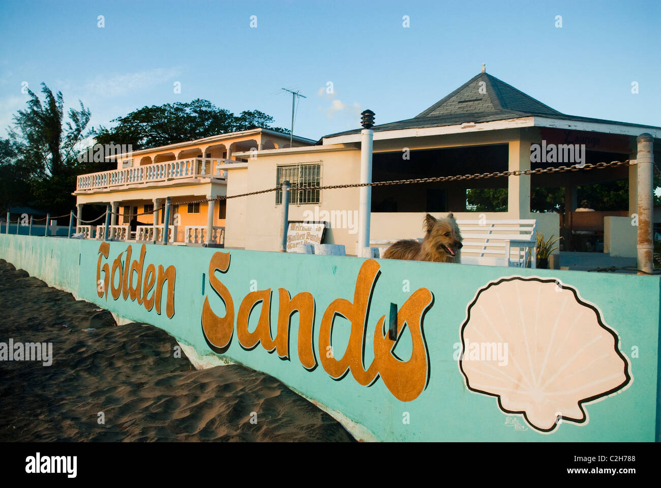 Hund im Golden Sands Beach Resort in Frenchmans Bucht am Treasure Beach, St. Elizabeth, Jamaika. Stockfoto