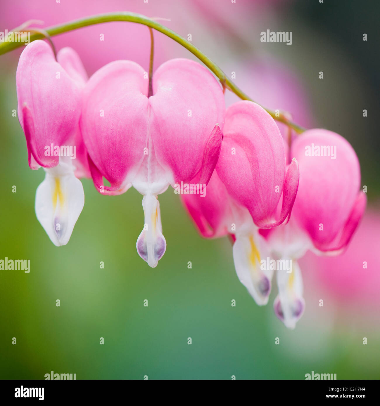 Lamprocapnos californica, Campanula pyramidalis Californica-blutenden Herzen, liebt Lies Bleeding rosa Blüten Stockfoto
