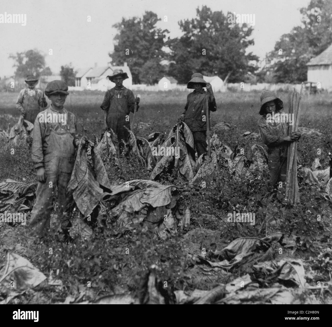 Gruppe Versammlung Tabak auf Hof von Daniel Barrett, Spottsville, KY. Stockfoto
