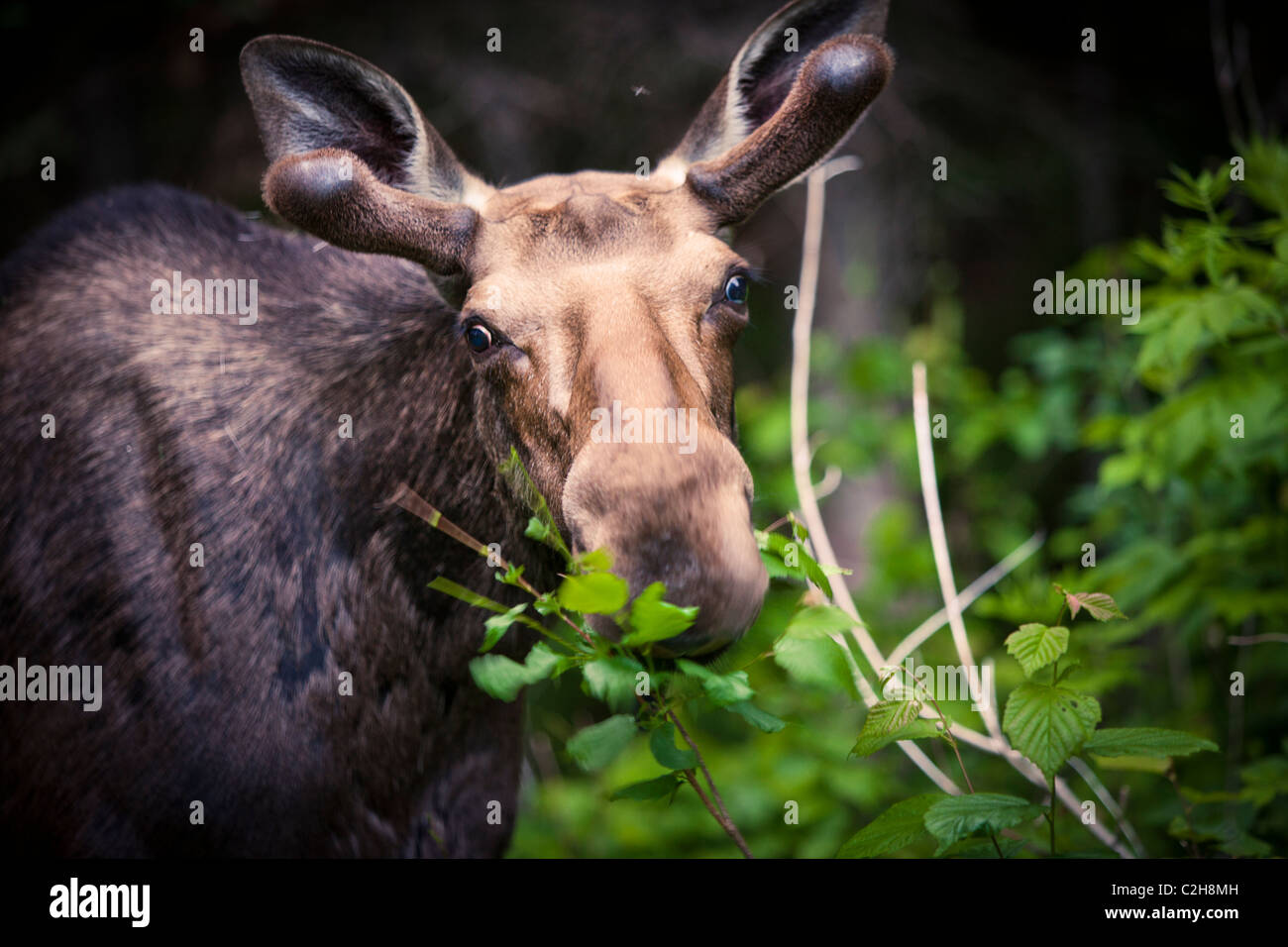 Elche im Wald, Jacques Cartier National Park, Quebec, Kanada Stockfoto