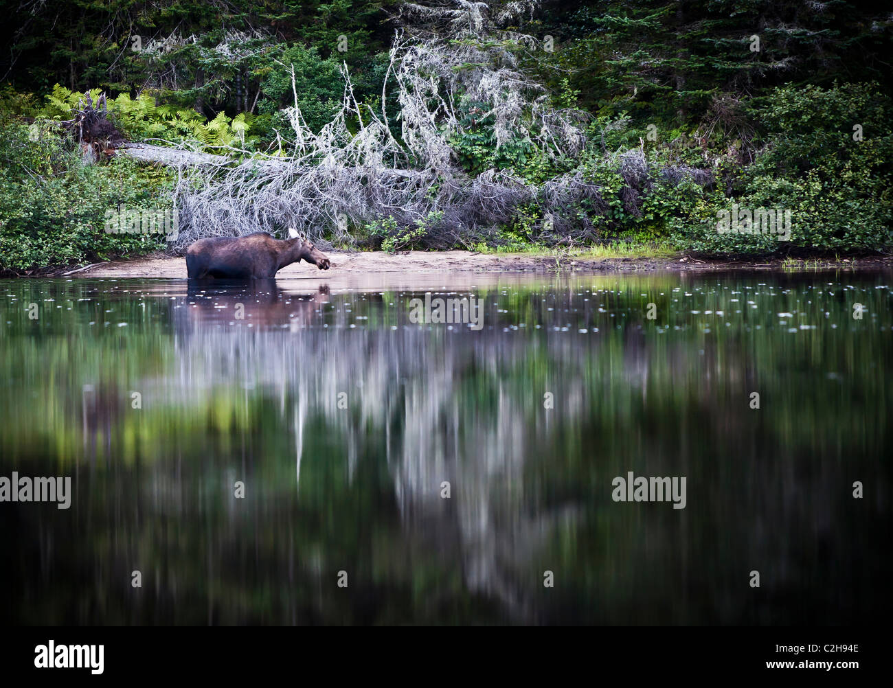Elche im Wald, Jacques Cartier National Park, Quebec, Kanada Stockfoto