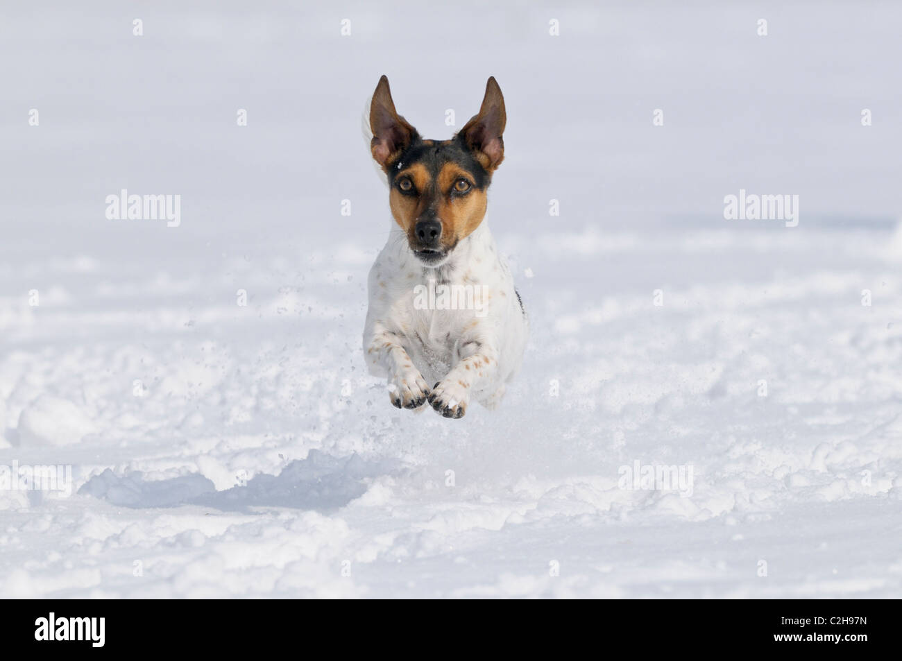 Jack Russell Terrier im Schnee Stockfoto