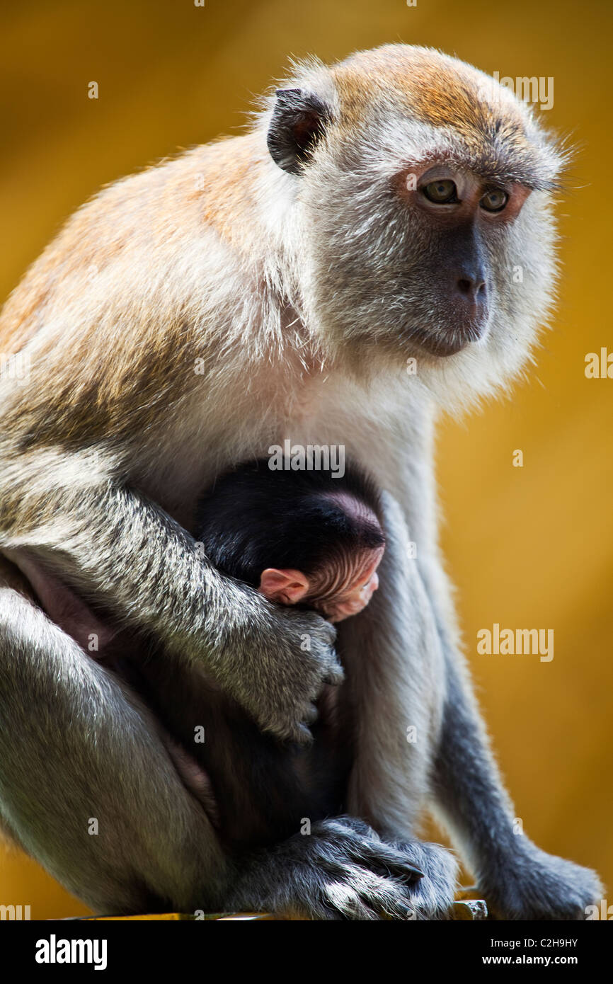 Ein Affe und ihr Baby Stockfoto