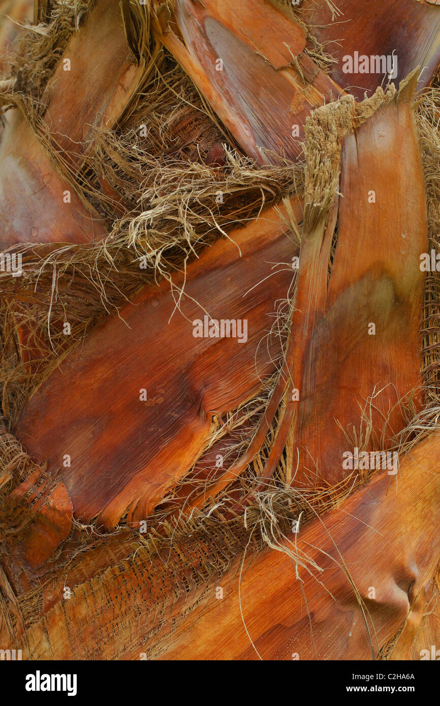 Oberfläche des Palm Baumrinde. Egipt Stockfoto