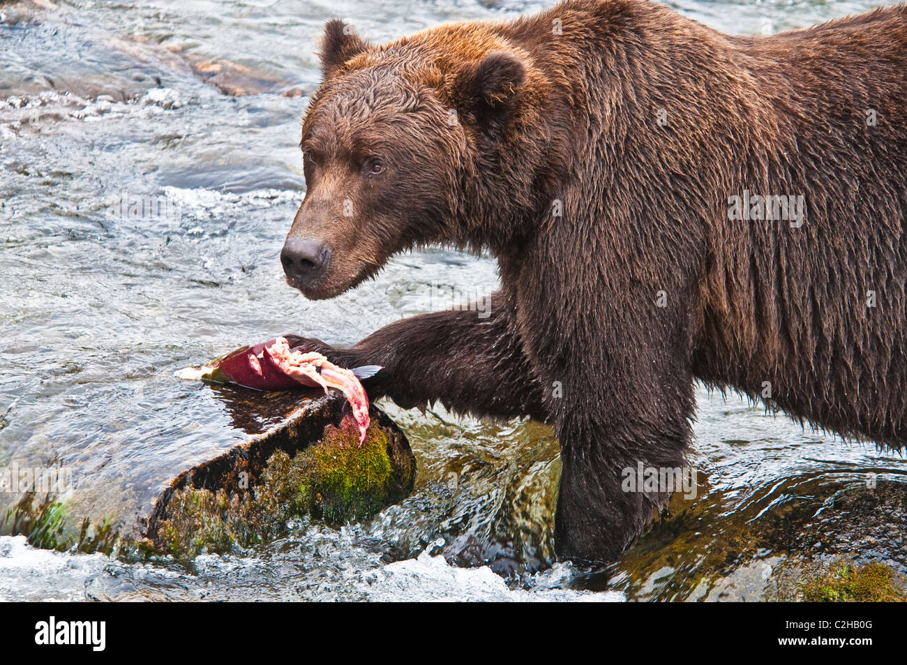 Grizzly Bär, Ursus Arctos Horriblis Fang von Lachs, Brooks River, Katmai Nationalpark, Alaska, USA Stockfoto