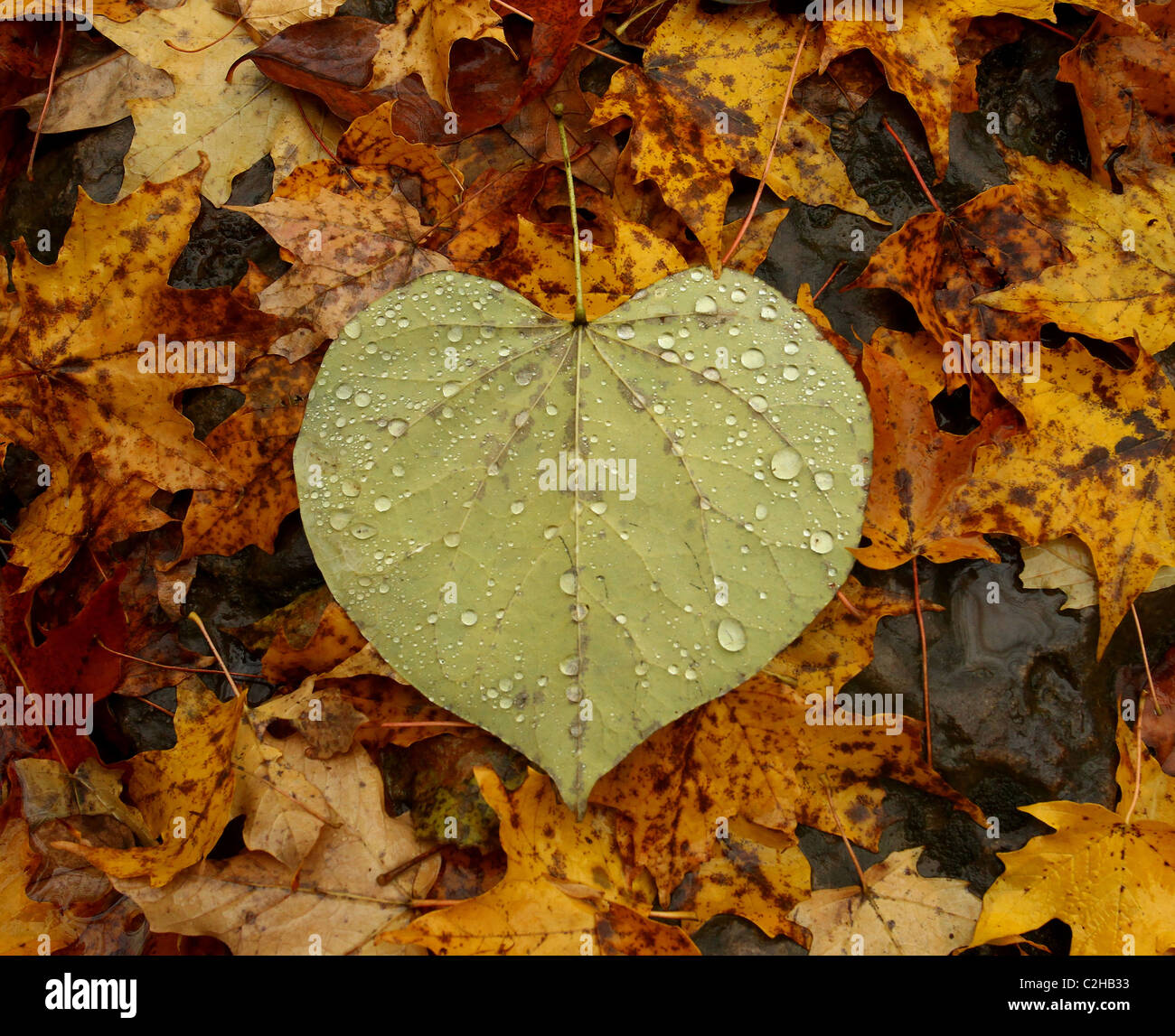Heart Shaped Leaf mit Tau. Stockfoto