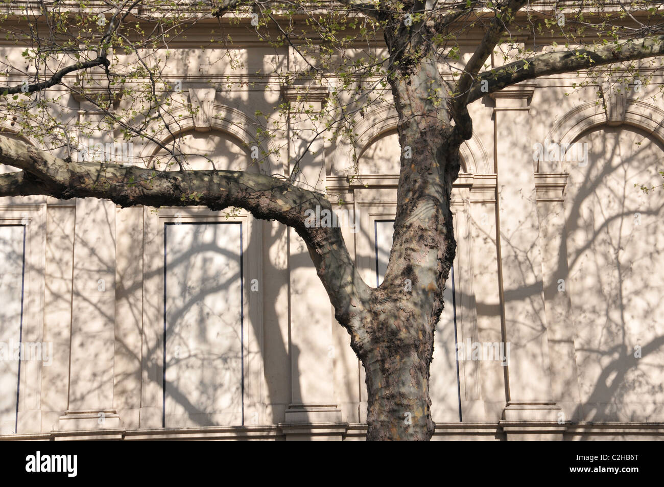 Bäume Schatten Muster lichten Schatten Licht Schatten Stockfoto