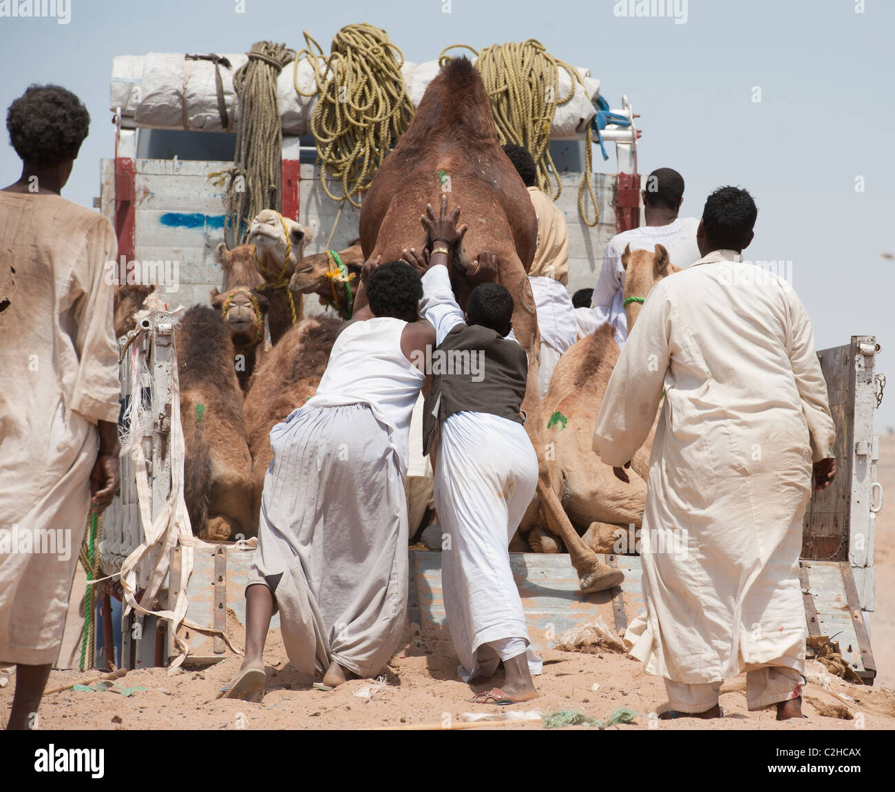 Beduinen Börsenhändlern eine afrikanische Kamelmarkt Dromedare auf einen LKW geladen Stockfoto