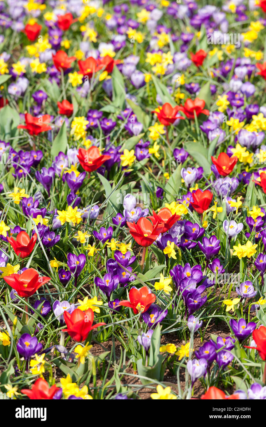 Einem gemischten Beet mit Narzissen, Tulpen und Krokusse wie eine wilde