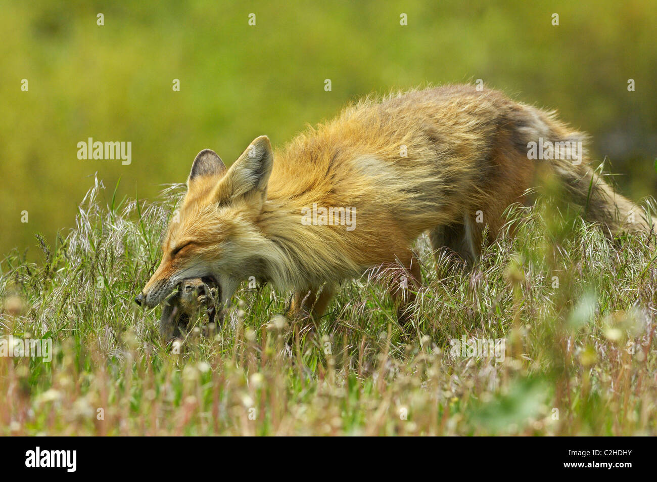 Hüter Der Wild Lebenden Tiere