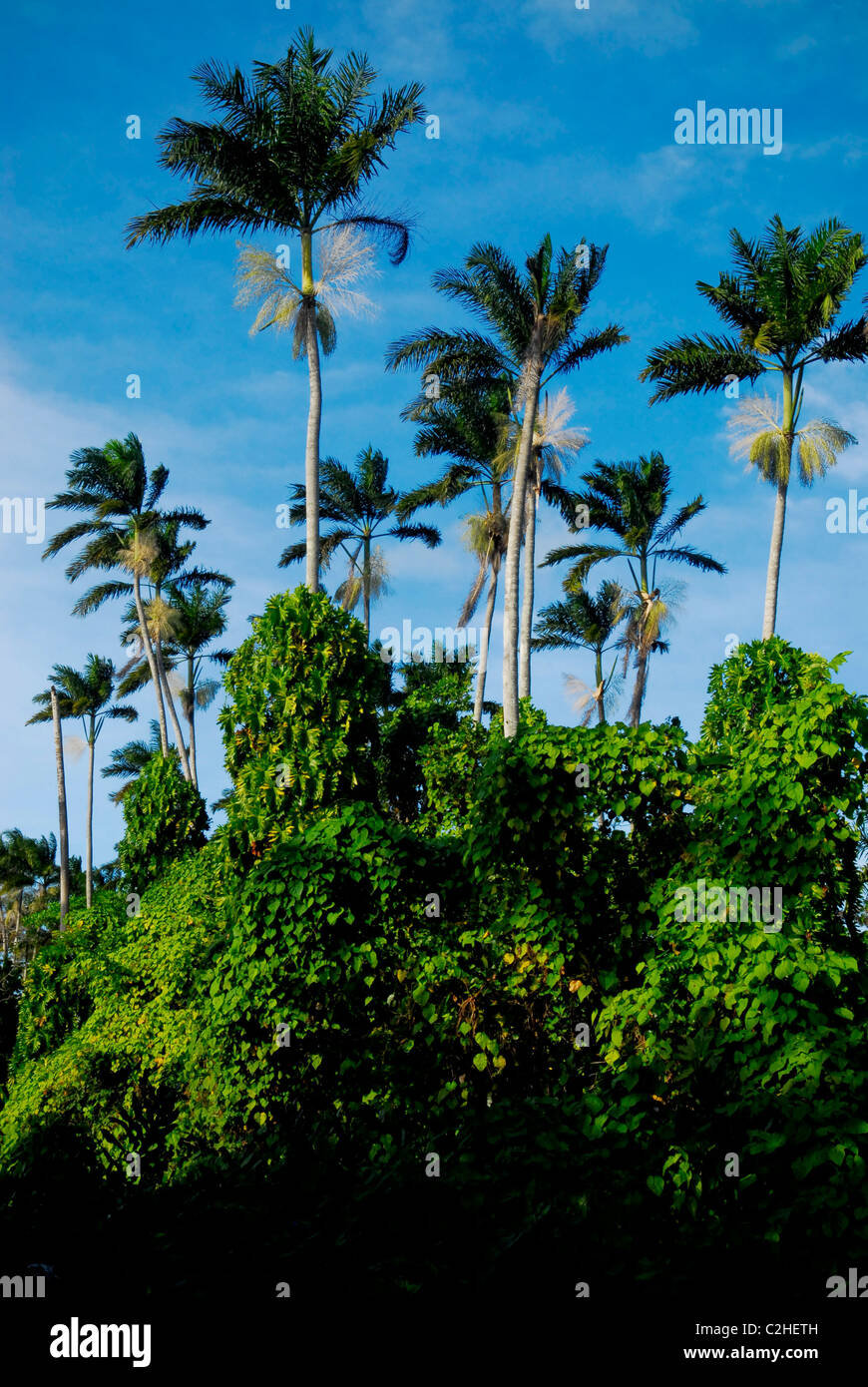 Palmen an der 289 Hektar großen Royal Palm Reserve auf die große Sumpf in der Nähe von Negril. Stockfoto
