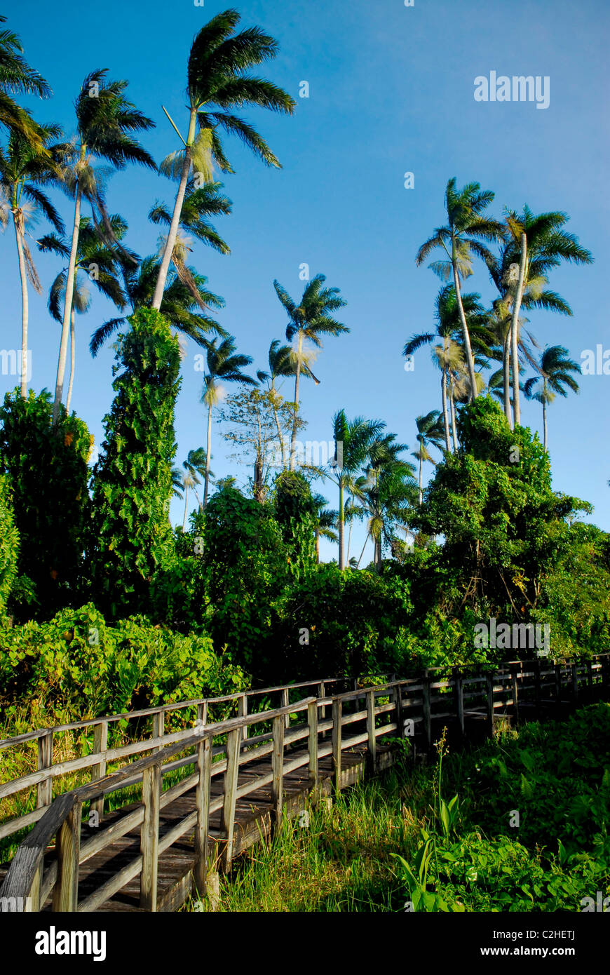 Palmen und Holzsteg Brücke bei 289 Hektar großen Royal Palm Reserve, auf die große Sumpf in der Nähe von Negril, Westmoreland, Jamaika Stockfoto