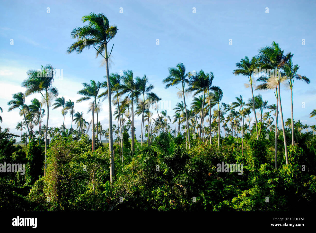Palmen an der 289 Hektar großen Royal Palm Reserve an der großen Sumpf, in der Nähe von Negril, Westmoreland, Jamaika Stockfoto
