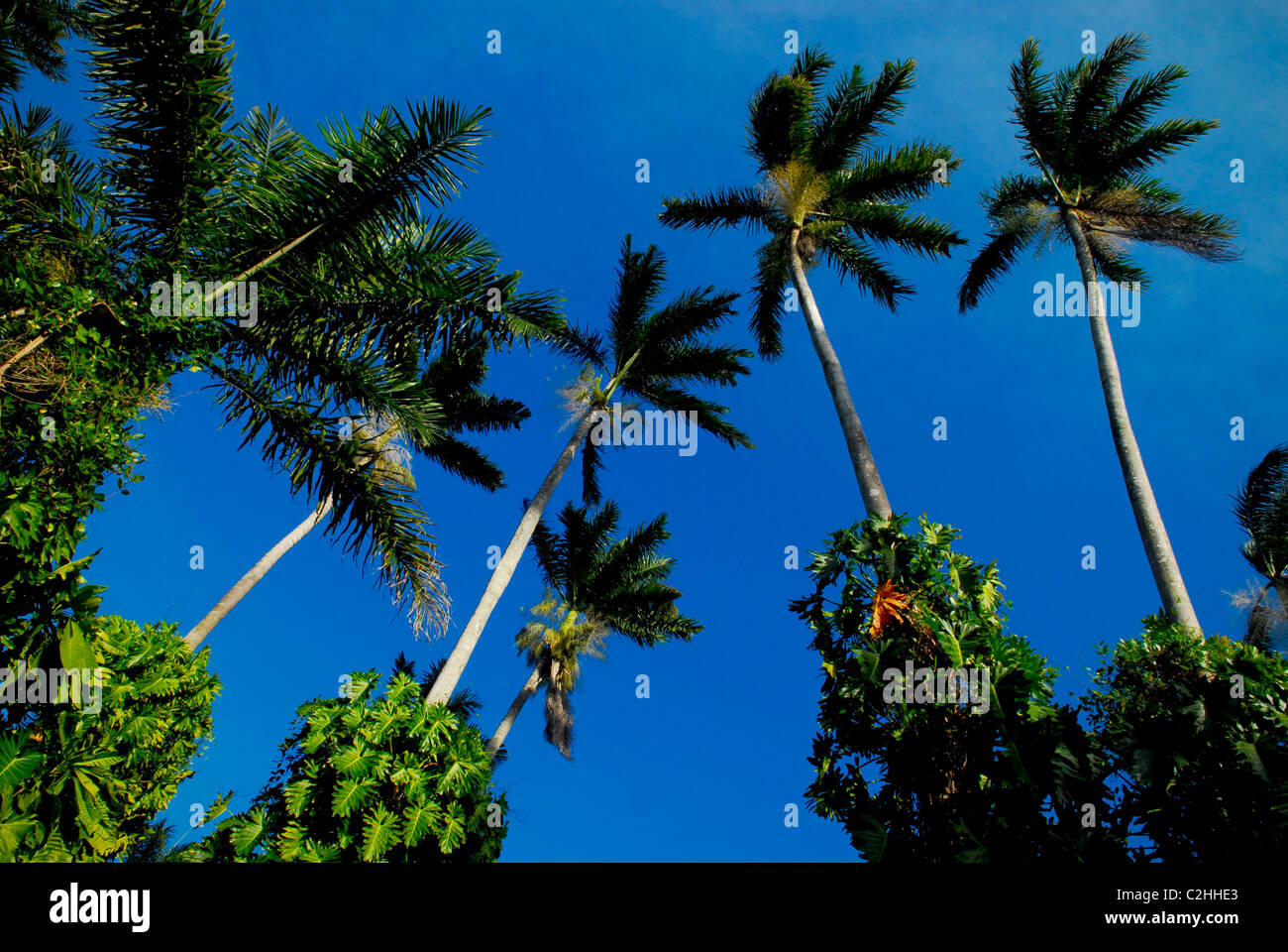Palmen am 289 Hektar großen Royal Palm bewahren an der großen Sumpf, in der Nähe von Negril, Westmoreland, Jamaika Stockfoto