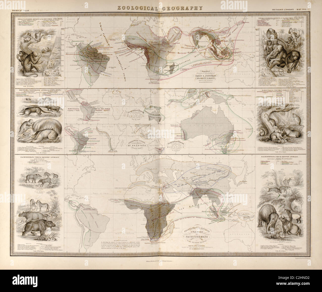 Zoologische Geographie; Birds of the World; Primaten, Pachydrms, Beuteltiere & Primaten Stockfoto