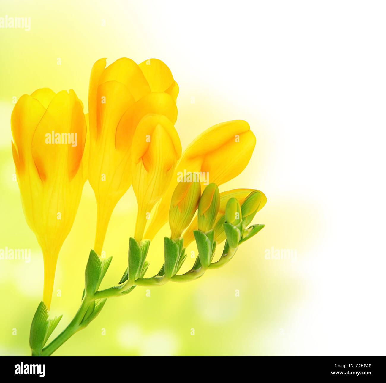 Frische Blumen Frühlingsstrauß über grüne gelbe Bokeh Hintergrund mit Text-Raum Stockfoto