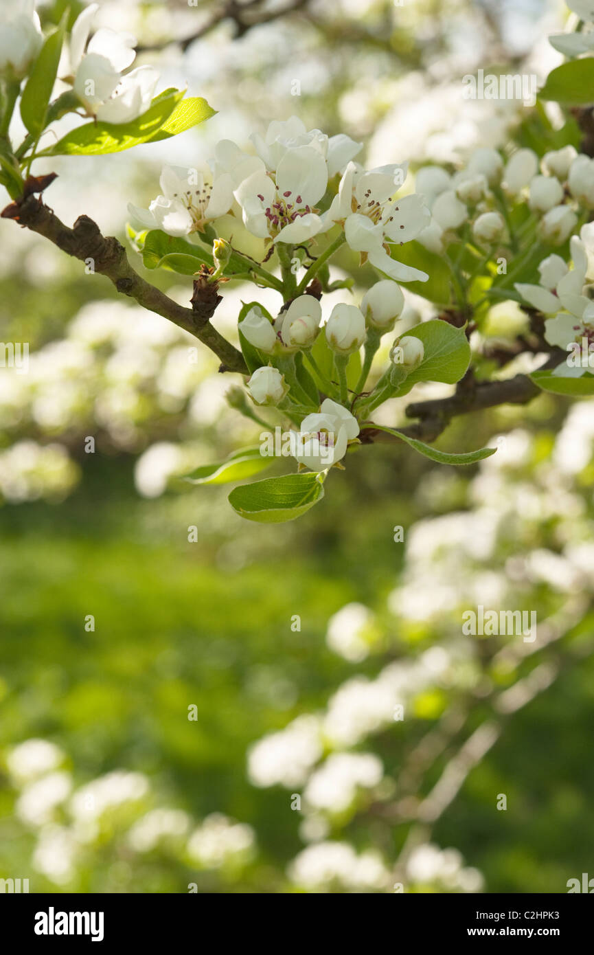 Äpfel, blüht in einem Erbstück Obstgarten in Wolvercote, Großbritannien Stockfoto