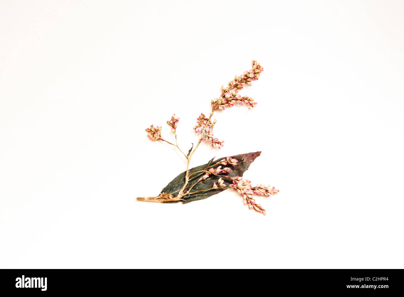Eine gepresste japanische Indigo (Polygonum Tinctorum) Blume und Blatt auf einem weißen Hintergrund. Stockfoto