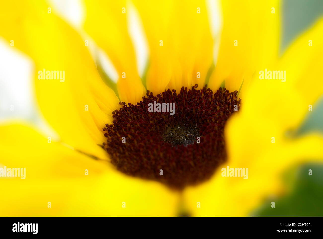 gelbe Sonnenblumen, Miniatur-Sonnenblume, Sonnenblume Stockfoto