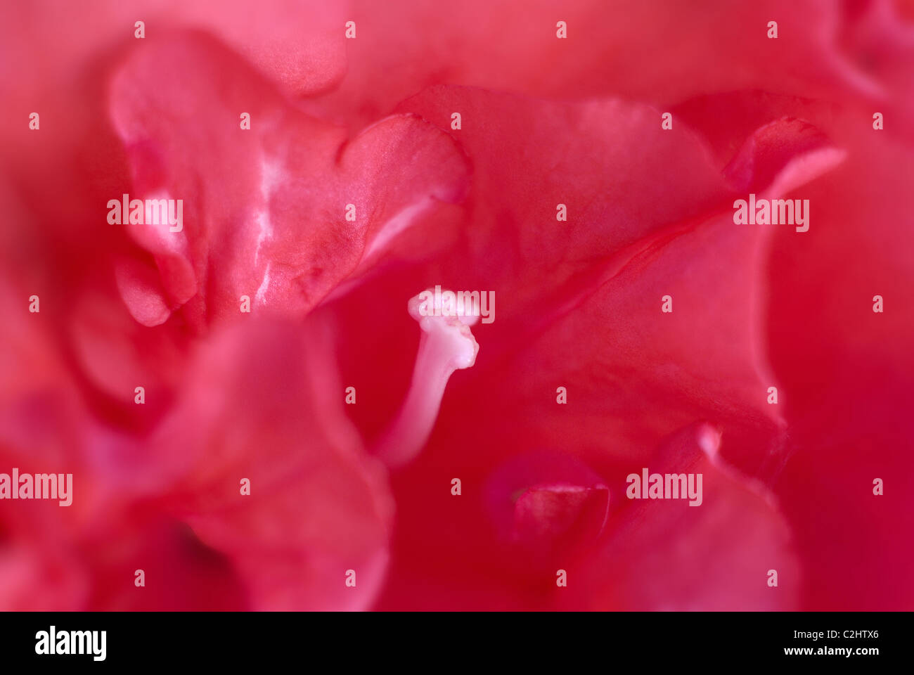 Fuchsia pink, rosa Blume, Nahaufnahme Stockfoto