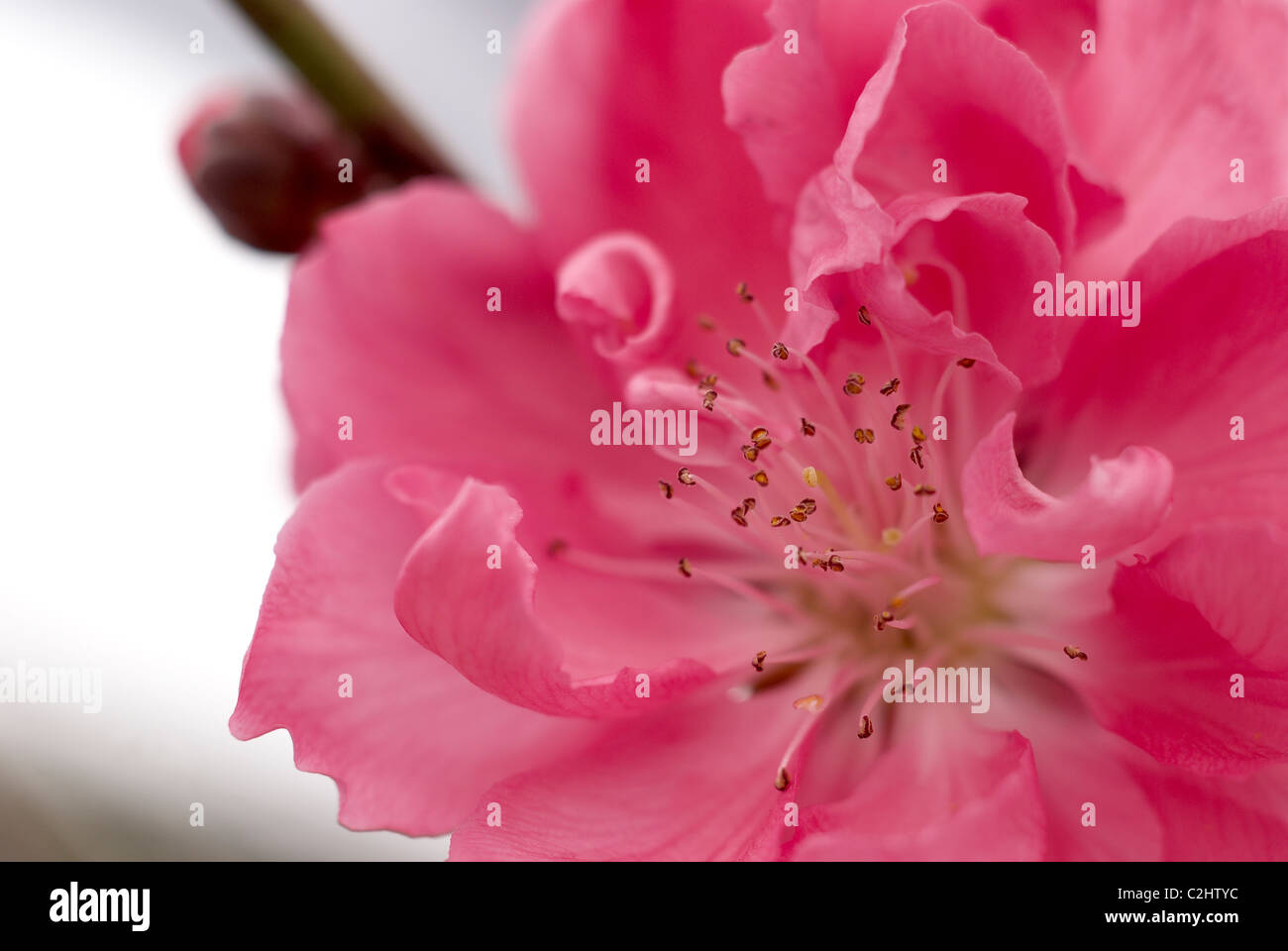 Dekorative rosa Pfirsich Baum Blüte Stockfoto