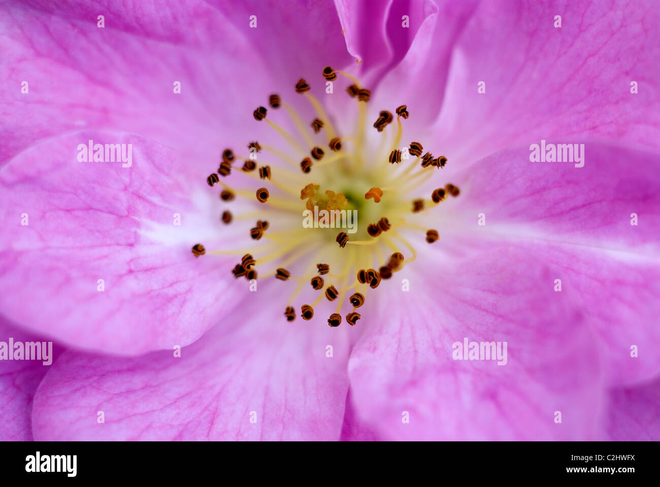 Rosa rose, lila Blütenblätter Klettern Stockfoto