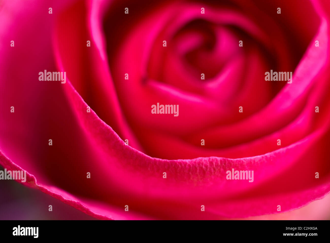 Rote rose Makro Stockfoto