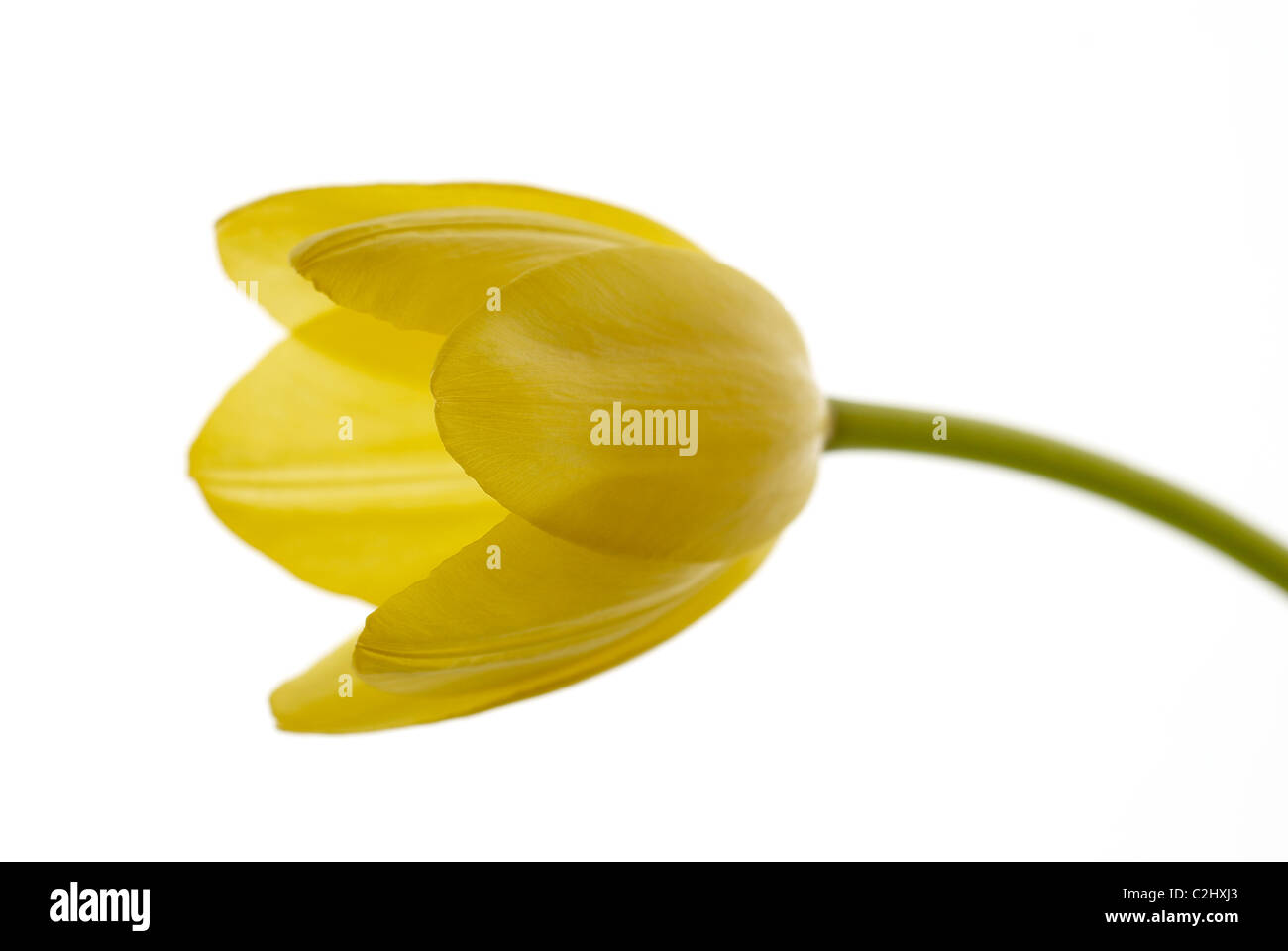 Gelbe Tulpe Blume Stockfoto