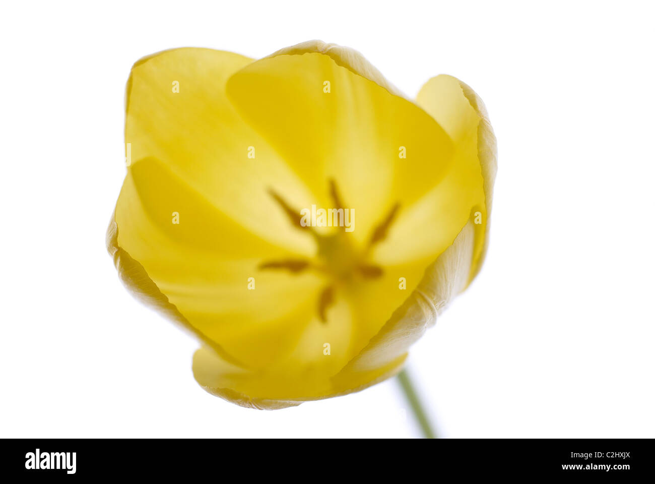 Gelbe Tulpe, weißer Hintergrund, close-up Stockfoto