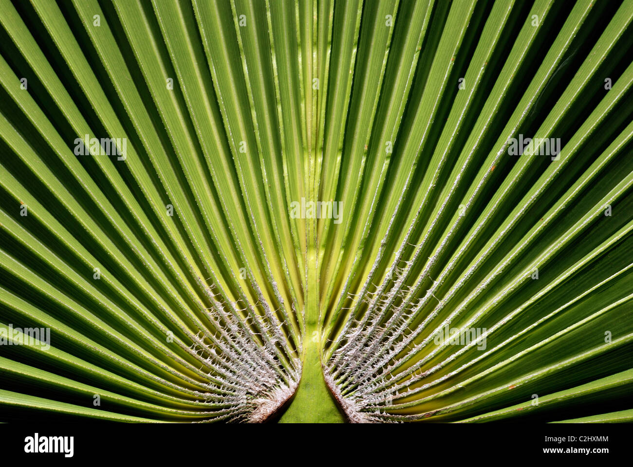 Palm Leaf Stockfoto