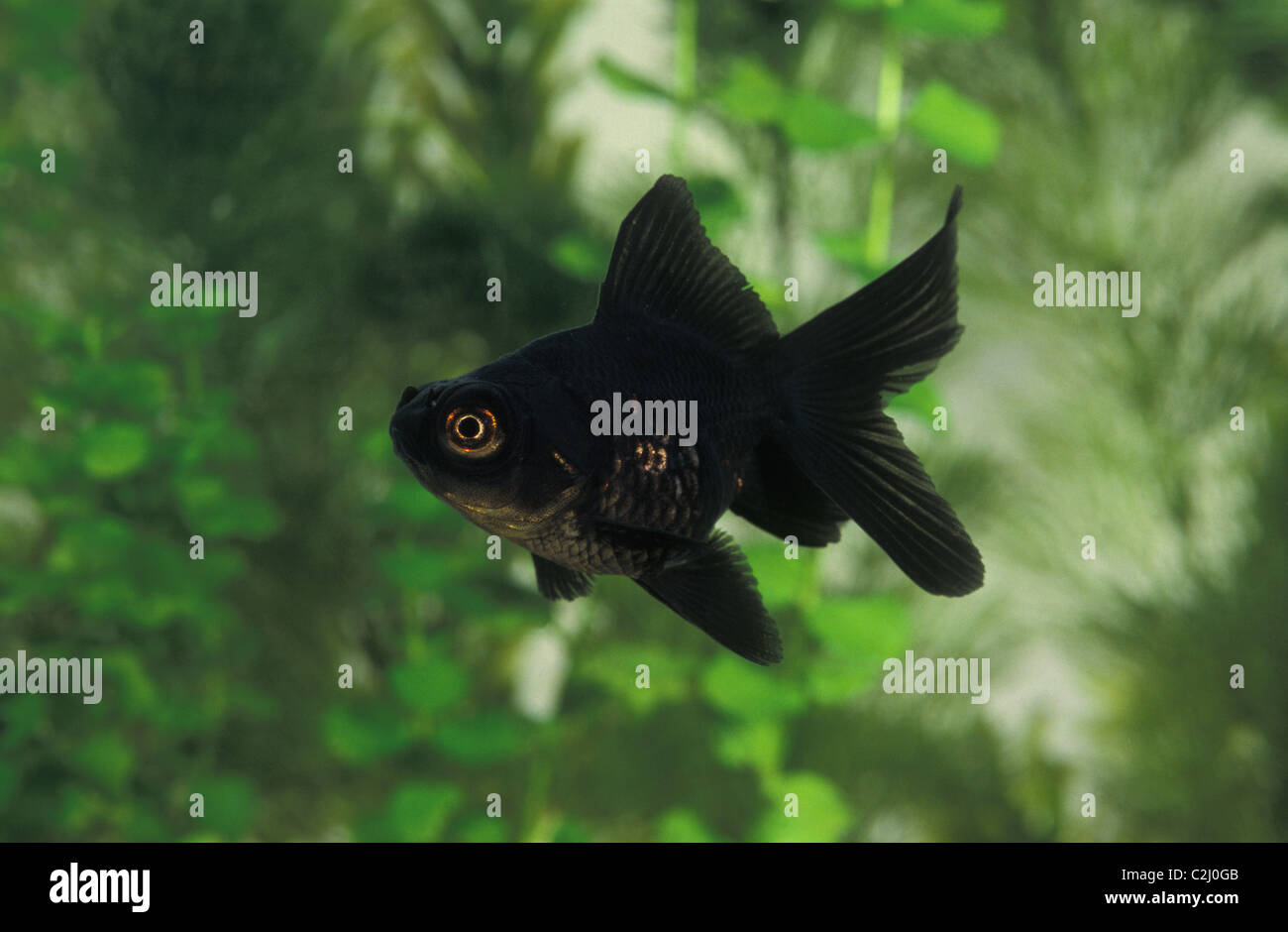 Drachenauge - schwarz-Moor - schwarz Teleskop Goldfische (Carassius Auratus) in einem aquarium Stockfoto