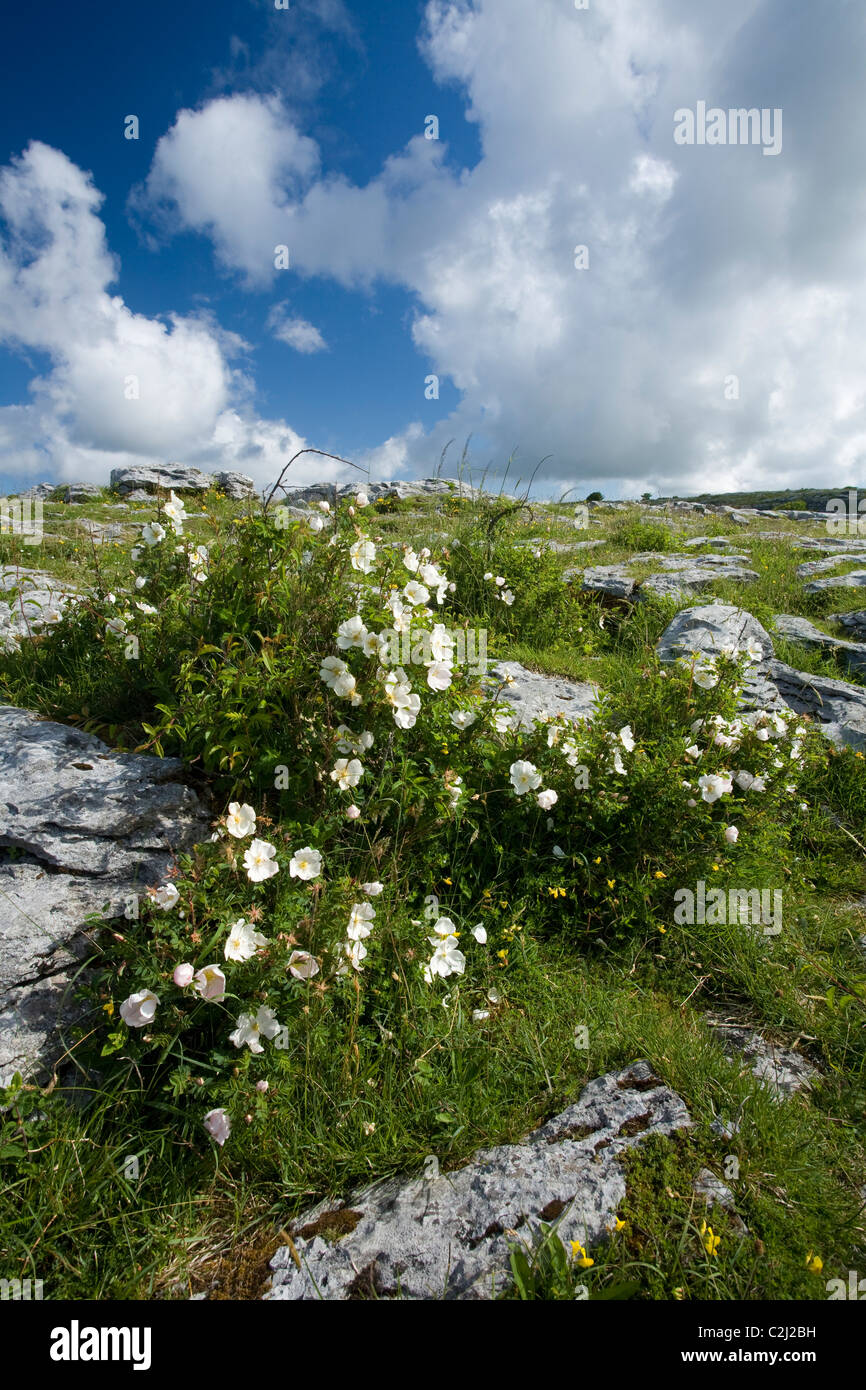 Burnett Rose (rosa Pimpinellifolia) wachsende inmitten der Kalkstein Pflaster der Burren, County Clare, Irland. Stockfoto