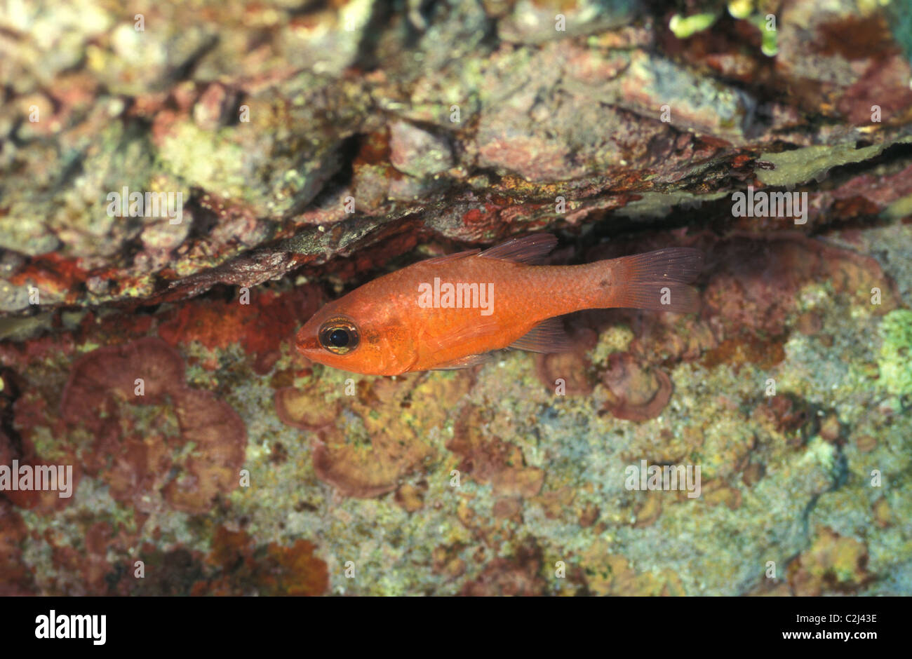 Kardinalbarsch (Apogon Imberbis) schwimmen in einer Felsspalte - Mittelmeer - Var - Frankreich Stockfoto