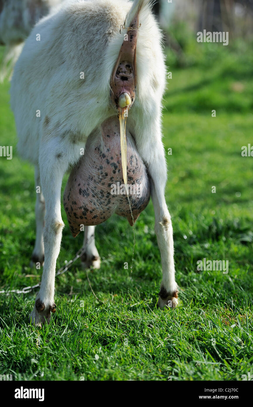 Ziegengeburt Stockfotos und -bilder Kaufen - Alamy