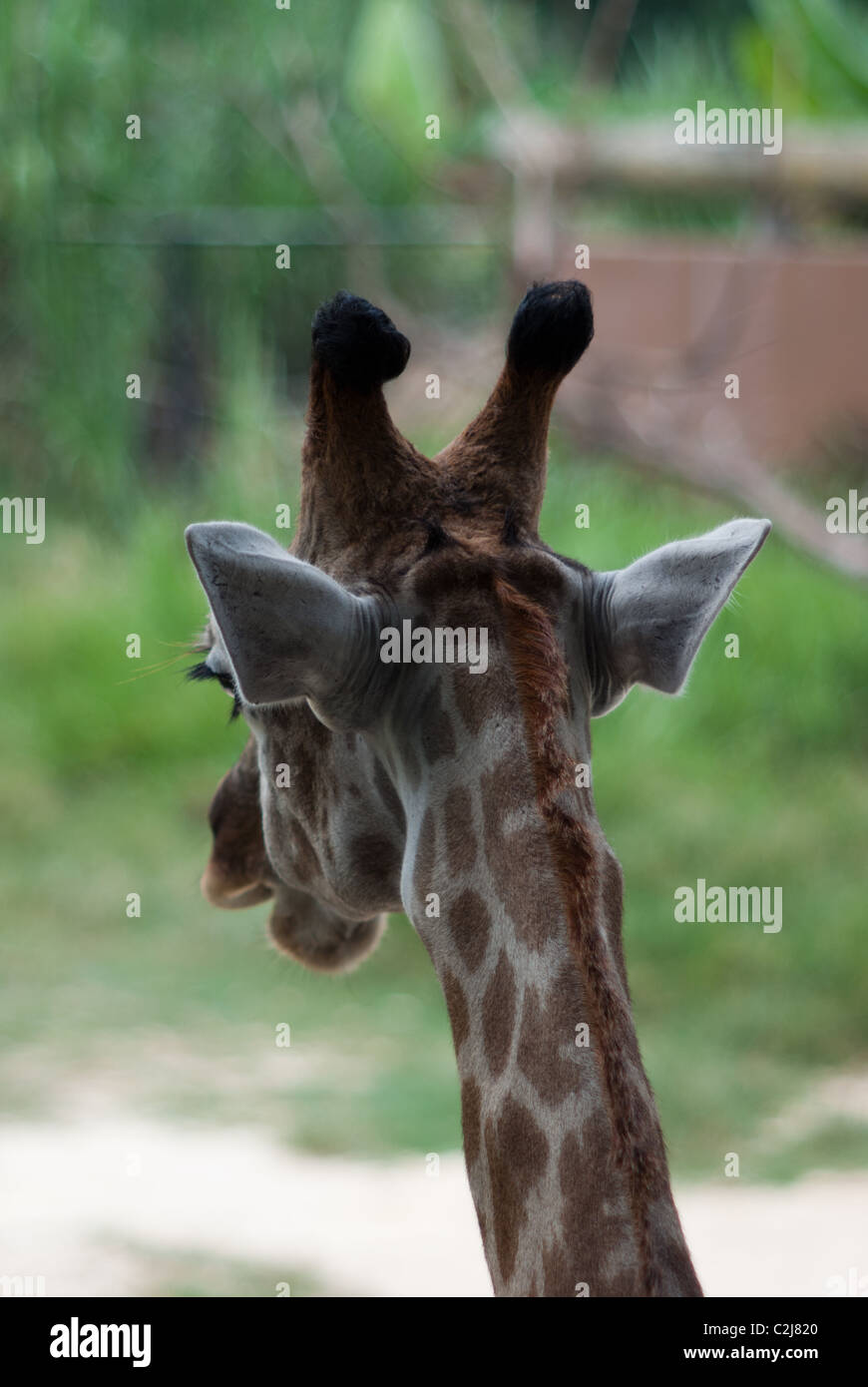 Giraffe Kopf von hinten Stockfoto
