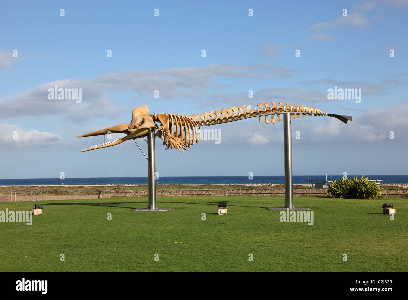 Skelett eines Pottwals groß. Fotos aufgenommen in Jandia Playa, Kanarischen Insel Fuerteventura, Spanien Stockfoto
