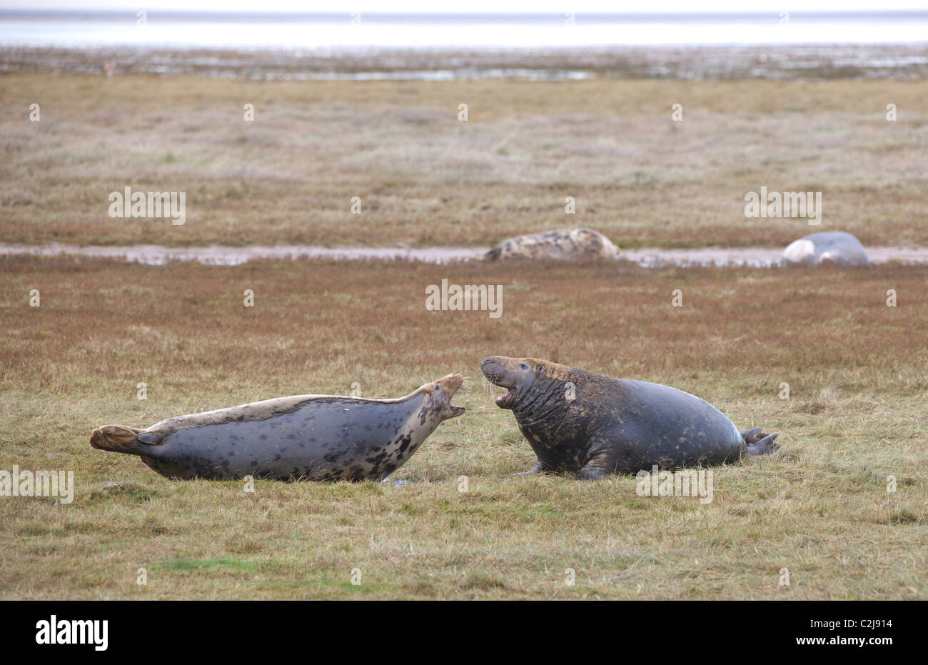 Graue Dichtung (Halichoerus Grypus), Donna Nook, Lincolnshire, England; Erwachsenen Siegel zu kommunizieren Stockfoto